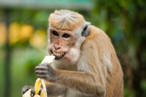 Overthinking Monkey
